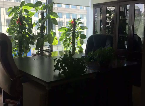 620㎡